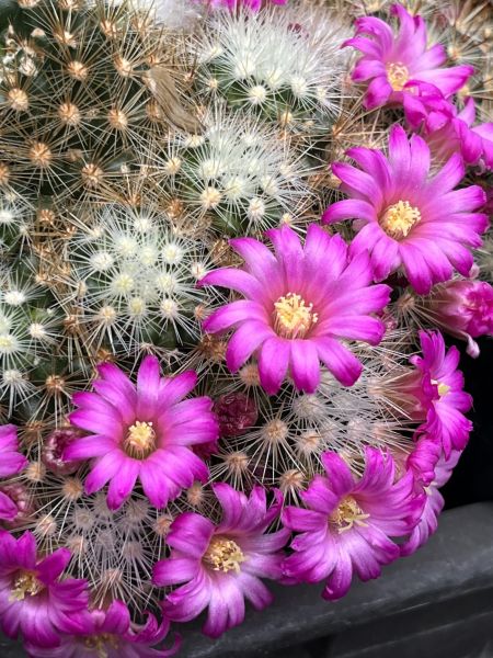 Mammillaria laui var. subducta LAU1222